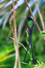 A Doctor Bird or Wimpelschwanz (Trochilus polytmus), Hummingbird, National Bird of Jamaica, Middle America.