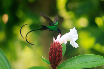 Obraz premium A Doctor Bird or Wimpelschwanz (Trochilus polytmus), Hummingbird, National Bird of Jamaica, Middle America.