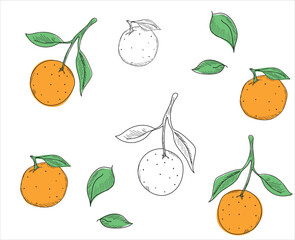 Orange vector drawn on a white background. Vector drawing of fruits. Abstract stains. Colorful oranges.	