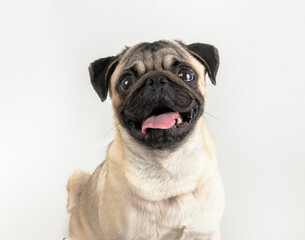 pug dog looking at camera with open mouth tongue out white background gray tones