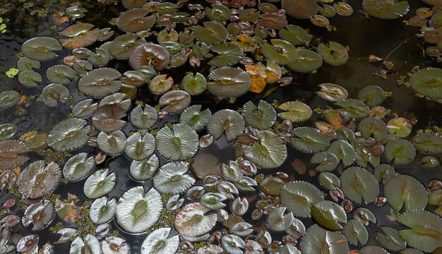 folhas de ninfeia sobre um lago
