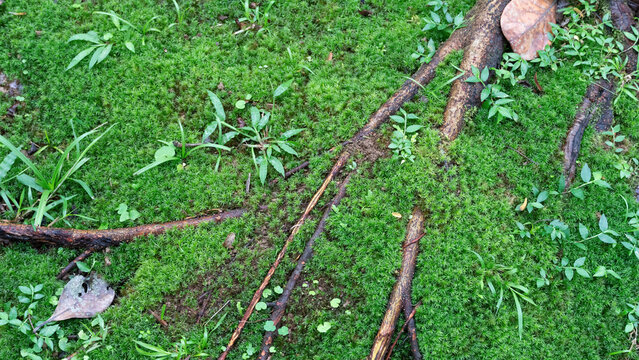 Sphagnum girgensohnii, musgo verde brilhante que cresce em solo úmido em florestas e ao longo de pântanos.