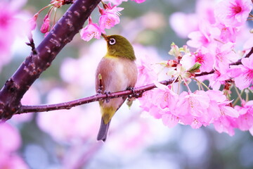春の訪れを告げる桜と可愛いメジロ