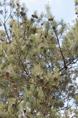 conifer tree with needles and cones against a sky