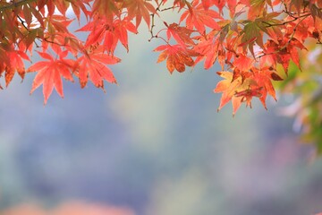 가을풍경 - 단풍