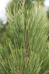 close up of pine needles