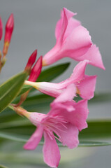 Fototapeta premium pink oleander close up