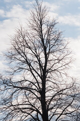 isolated bare tree on a somber cloudy blue sky