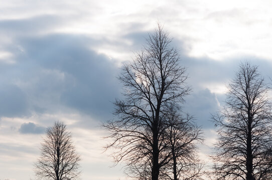 bare trees on a cloudy somber sky