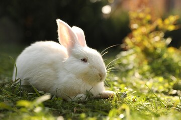 Cute white rabbit on green grass outdoors. Space for text
