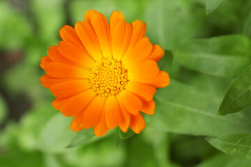Beautiful blooming calendula flower growing outdoors, closeup