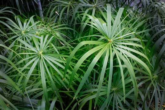 Several Cyperus or Umbrella trees with sunlight