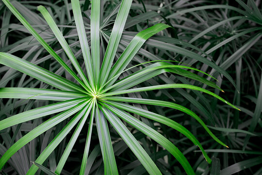 A Cyperus or Umbrella tree stands out from the others