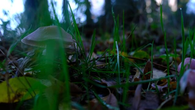 4k V&iacute;deo Mycena rosea. Setas de color rosado en el campo desde la perspectiva del suelo