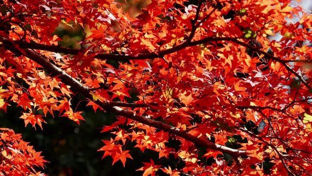 Dramatic view of red maple leaves on a tree blowing in wind in autumn or fall, Nature or travel