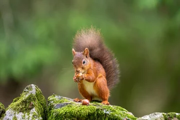 Rolgordijnen Eekhoorn Rare red squirrel with a bushy tail in North Yorkshire, England on a stone wall