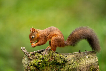 Rare red squirrel in North Yorkshire, England on a log eating nuts	