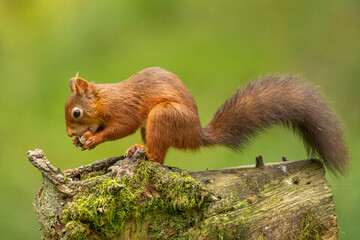 Naklejka na ściany i meble Rare red squirrel in North Yorkshire, England on a wooden log eating nuts