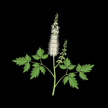 Vector illustration, Black cohosh or Actaea racemosa, isolated on dark background.
