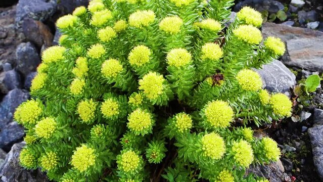 Rhodiola rosea (commonly golden root, rose root, roseroot) growing in Parvati Bagh in the Himalayas. Himalayan medicine plants. India