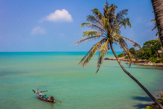 Cocnut palm and long tail boat