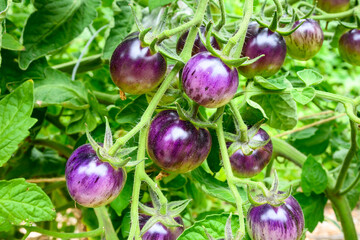 Closeup of Black Strawberry Tomatoes, Cherry Tomatoes, growing in a kitchen garden on a sunny day

