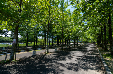 公園のカエデの並木