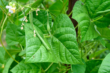 Green beans growing in a kitchen garden on a summer day
