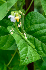 Green beans growing in a kitchen garden on a summer day
