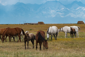Fototapeta na wymiar Colorado horses