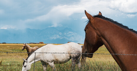 Fototapeta na wymiar Colorado horses 