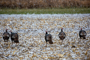 Flock of (Meleagris gallopavo) wild turkeys eating in a Wisconsin snow covered field