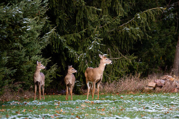 White-tailed deer  (odocoileus virginianus) in November standing in a Wisconsin field looking