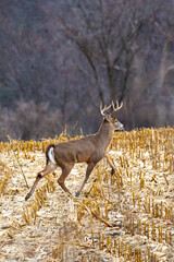 White-tailed deer buck (odocoileus virginianus) running through a Wisconsin cornfield