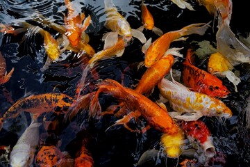 Obraz na płótnie Canvas picture of koi fish in the water