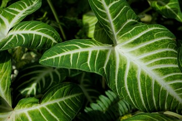 Photo of leaves for background