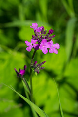 Hesperis pycnotricha, of the family Brassicaceae. Central Russia.