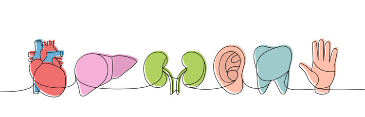 Obraz premium Set of human organs one line colored continuous drawing. Tooth, heart, liver, kidneys, ear, hand continuous colorful one line illustration.