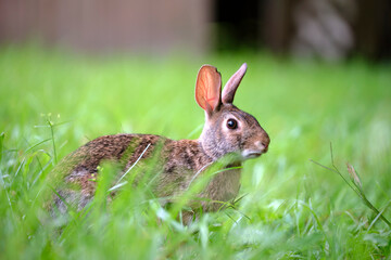 Grey small hare eating grass on summer field. Wild rabbit in nature
