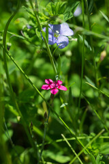 The maiden pink (lat. Dianthus deltoides), of the family Caryophyllaceae. Central Russia.