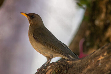 Sparrow 