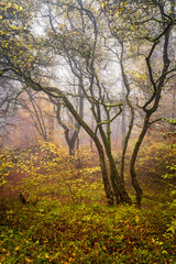 Autumn colors in the foggy forest.