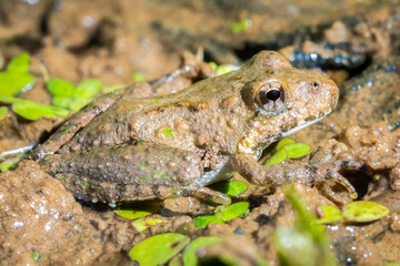 Profile view of a Northern Cricket Frog. Raleigh, North Carolina.