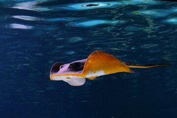 水族館で人気のアカエイ © kat334