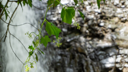 leaves in the forest