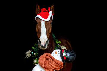 Head portrait of a bay brown andalusian x arab crossbreed horse wearing a red santa head and a festive christmas wreath and interacting with a cute plush snowman