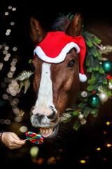 Head portrait of a bay brown andalusian x arab crossbreed horse wering a red santa hat and a festive christmas wreath and licking at a colorful lolly in front of black background