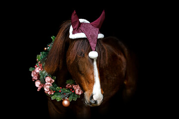 Portrait of a beautiful dark chestnut brown arab berber horse yearling wearing festive christmas decorations in front of black background