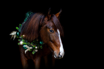 Portrait of a beautiful dark chestnut brown arab berber horse yearling wearing festive christmas decorations in front of black background