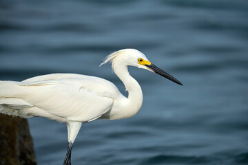 White heron wild sea bird, also known as great or snowy egret hunting on seaside in summer